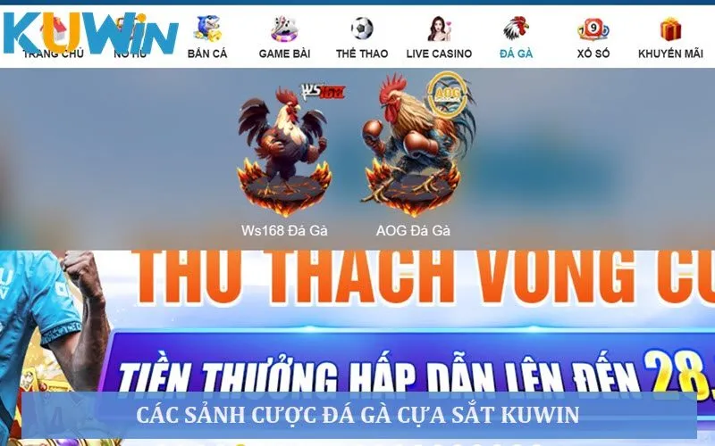 Các sảnh có thể cược chọi gà cựa tại Ku Win