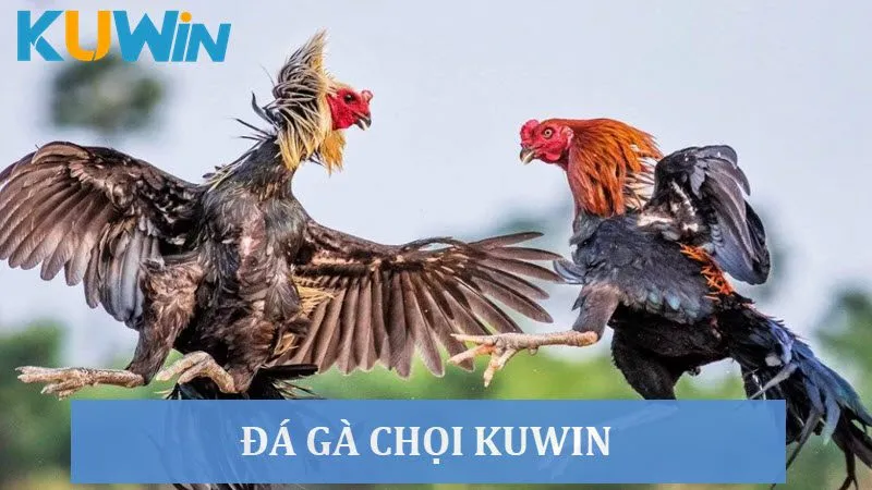 Khám phá sân chơi đá gà chọi Kuwin với các trận chiến nảy lửa