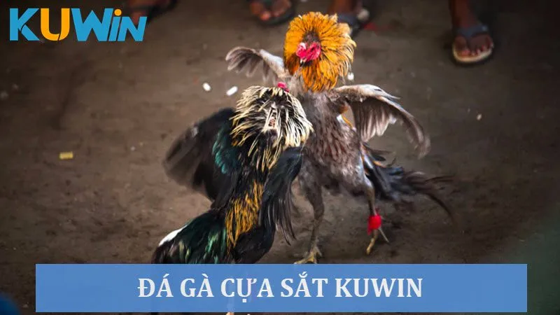 Khám phá đá gà cựa sắt siêu thú vị tại nhà cái Kuwin