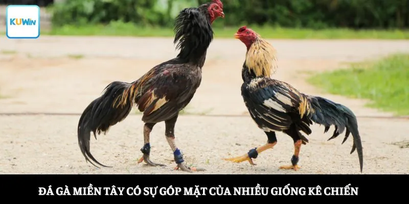 Đá gà miền Tây có sự góp mặt của nhiều giống kê chiến