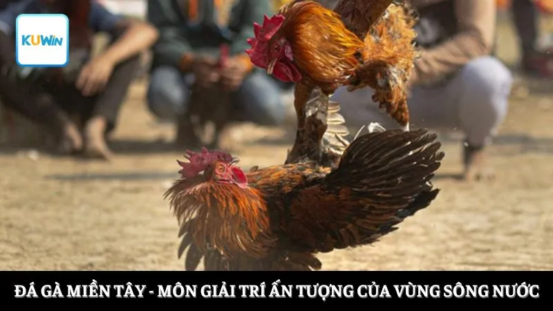 đá gà miền Tây