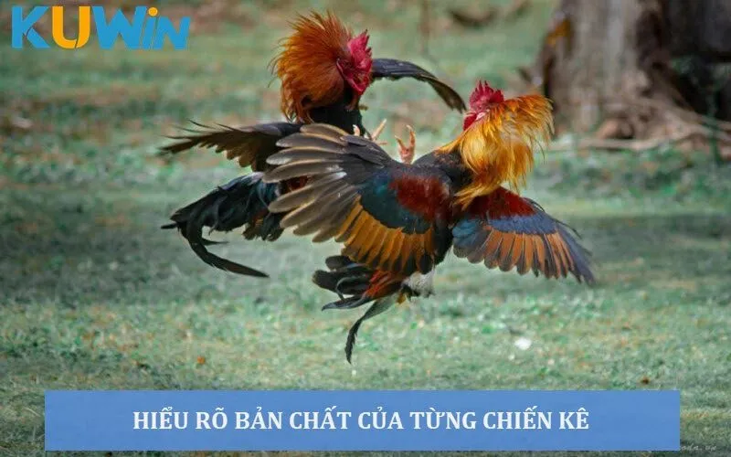 Hiểu rõ bản chất của chiến kê để chọn kèo cược nhanh thắng