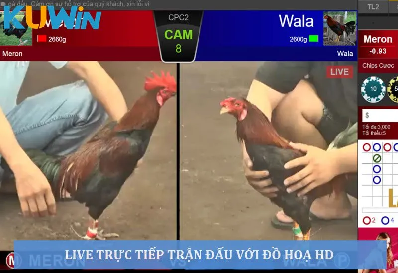 Live trực tiếp trận đấu với đồ hoạ HD cực nét