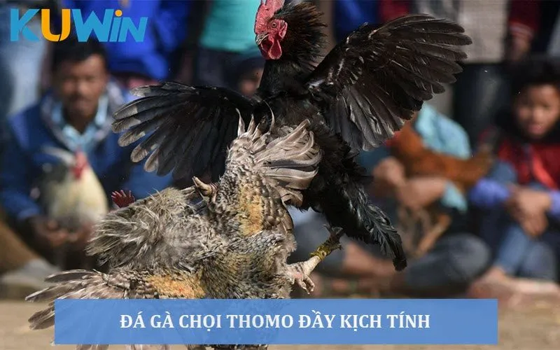 Mãn nhãn với các trận đá gà Thomo