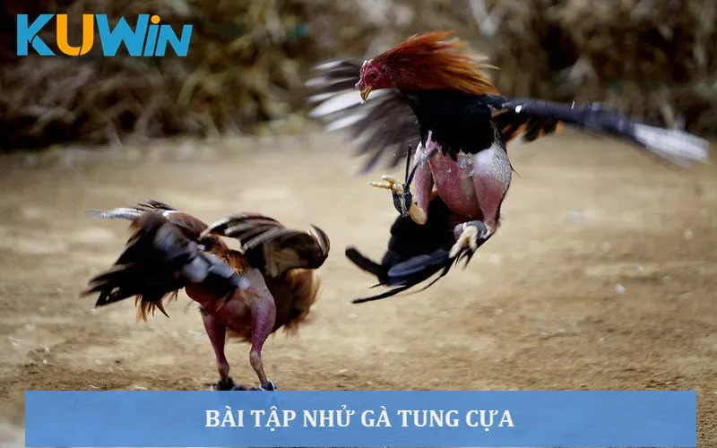 Bài tập nhử gà tung cựa giúp tăng độ thiện chiến